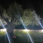 Il Leccio - Trulli *