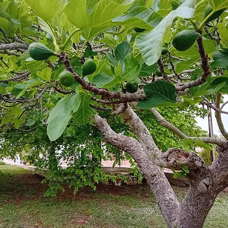 Il Leccio - Trulli Nyaraló *