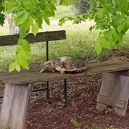 Il Leccio - Trulli Nyaraló