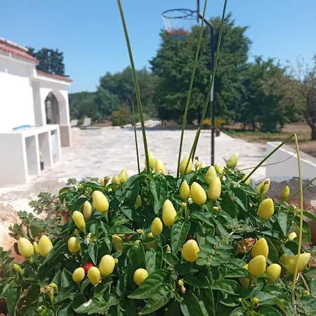 Il Leccio - Trulli * チステルニーノ