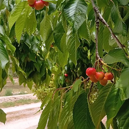 Σπίτι διακοπών Il Leccio - Trulli