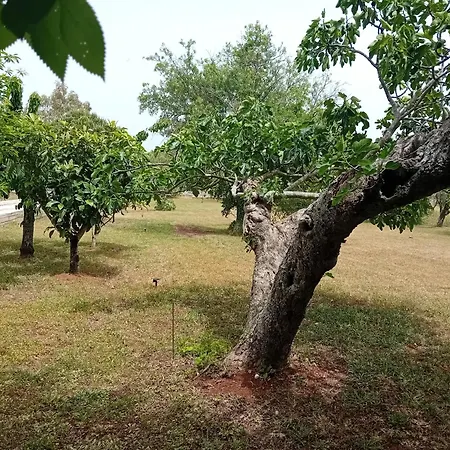 Σπίτι διακοπών Il Leccio - Trulli Cisternino